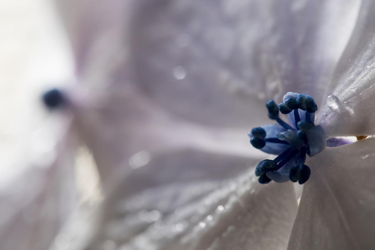 Hortensias Chalets Vara blanca Heredia Bagian luar foto
